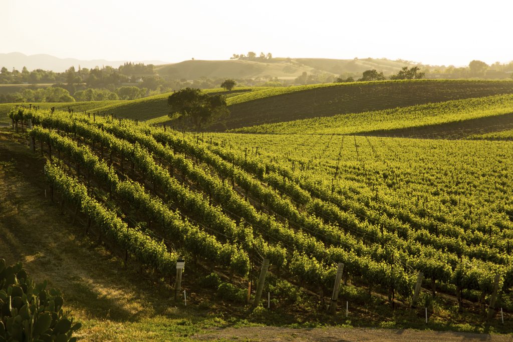 Sauvignon Blanc Vineyard Grapvines On Hillside, Santa Ynez, CA